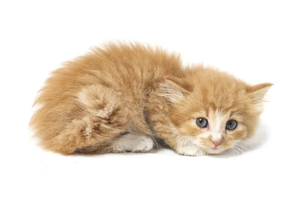 Una Hermosa Mixta Doméstica Naranja Gato Divertido Posiciones Retrato Animal —  Fotos de Stock