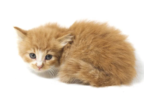 Hermoso Mixto Doméstico Gato Naranja Posiciones Divertidas Retrato Animal Aislado —  Fotos de Stock