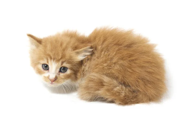 Hermoso Mixto Doméstico Gato Naranja Posiciones Divertidas Retrato Animal Aislado —  Fotos de Stock