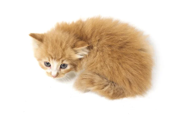 Μια Όμορφη Κοιμισμένη Μικτή Εγχώρια Γάτα Πορτοκαλί Αστείες Θέσεις Ζωικό — Φωτογραφία Αρχείου