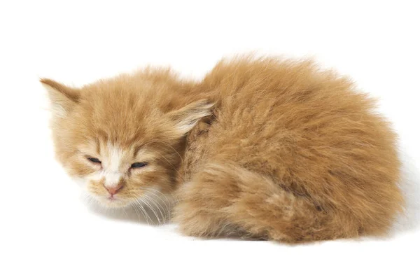 Una Hermosa Somnolienta Mixta Gato Naranja Doméstica Posiciones Divertidas Retrato —  Fotos de Stock