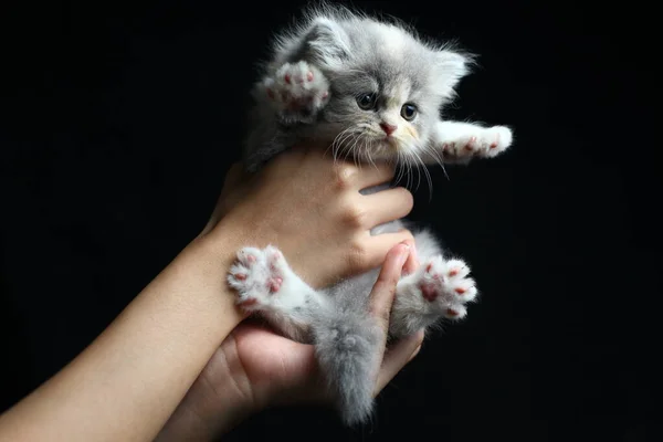 Gatito Aislado Sobre Fondo Negro — Foto de Stock