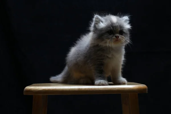 Kattunge Isolerad Svart Bakgrund — Stockfoto