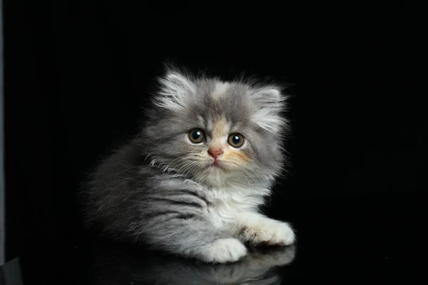 Gatito Aislado Sobre Fondo Negro — Foto de Stock