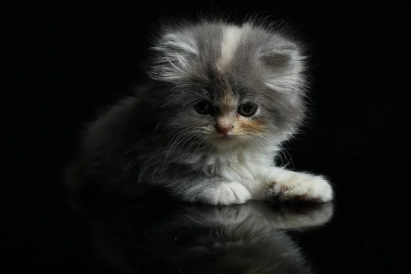 Gatinho Isolado Fundo Preto — Fotografia de Stock