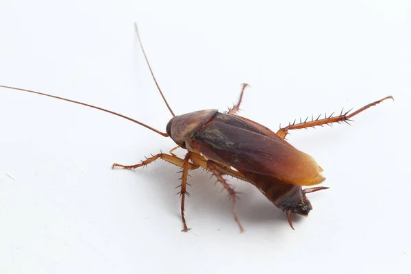 Cockroach Isolated White Background — Stock Photo, Image