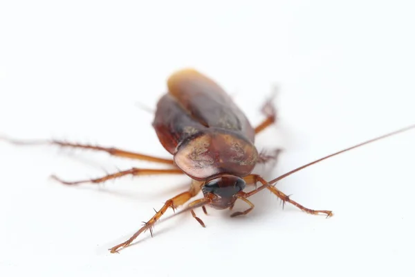 Kakkerlak Geïsoleerd Witte Achtergrond — Stockfoto