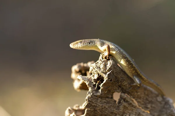 Sun Skink Mabuya Multifasciata Java Indonesia —  Fotos de Stock