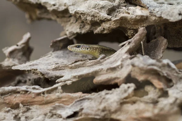 Sun Skink Mabuya Multifasciata Java Indonesia —  Fotos de Stock