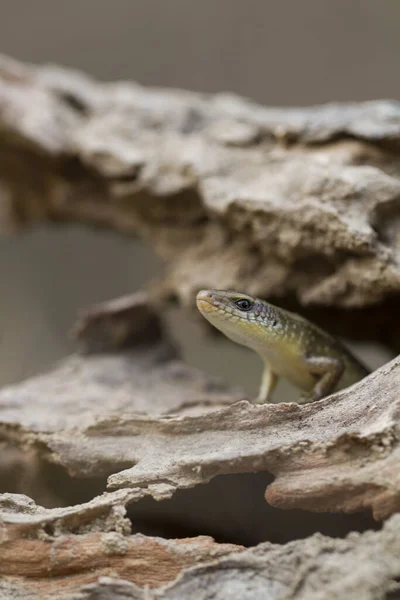 Sun Skink Mabuya Multifasciata Java Indonesia — Stock Photo, Image