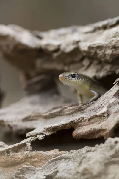 Sun Skink Mabuya Multifasciata Giava Indonesia — Foto Stock