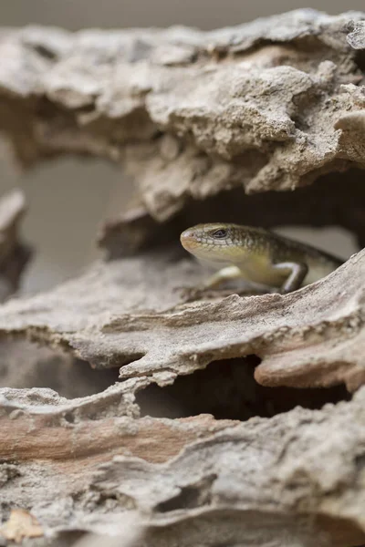 Sun Skink Mabuya Multifasciata Java Indonesia —  Fotos de Stock