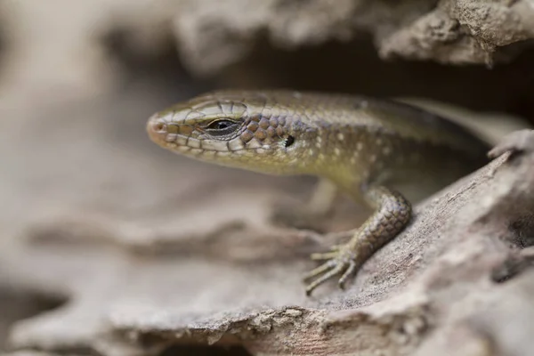 Sun Skink Mabuya Multifasciata Java Indonesia — Stock Photo, Image