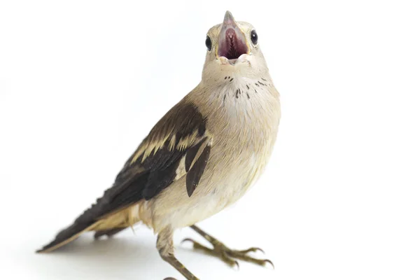 Den Dauriska Starling Agropsar Sturninus Eller Lila Backas Starling Isolerad — Stockfoto