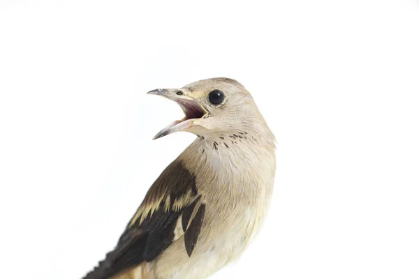 Daurian Starling Agropsar Sturninus Μωβ Backed Starling Που Απομονώνεται Λευκό — Φωτογραφία Αρχείου