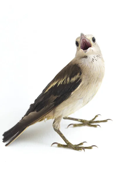 Daurian Starling Agropsar Sturninus Vagy Lila Hátú Starling Elszigetelt Fehér — Stock Fotó