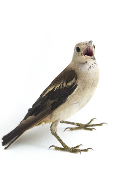 Daurian Starling Agropsar Sturninus Purple Backed Starling Isolated White Background — Stock Photo, Image