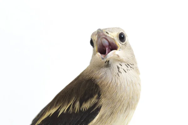 Daurian Starling Agropsar Sturninus Vagy Lila Hátú Starling Elszigetelt Fehér — Stock Fotó