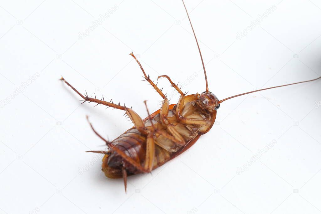The cockroach isolated on the white background.