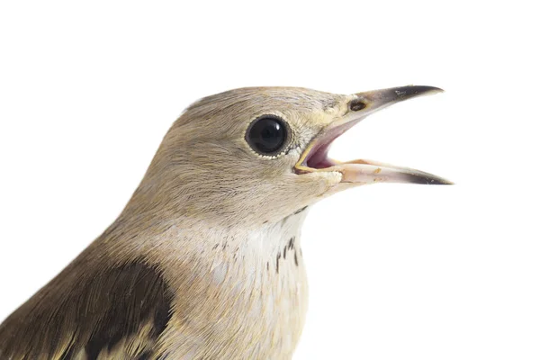 Den Dauriska Starling Agropsar Sturninus Eller Lila Backas Starling Isolerad — Stockfoto