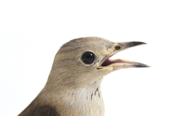 Daurian Starling Agropsar Sturninus Vagy Lila Hátú Starling Elszigetelt Fehér — Stock Fotó