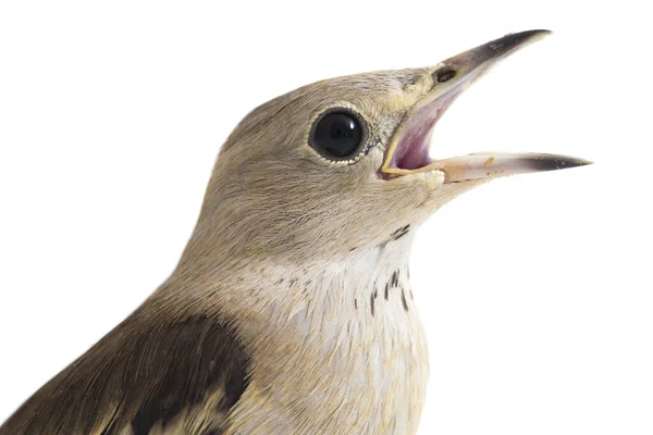 Daurian Starling Agropsar Sturninus Atau Ungu Didukung Jalak Terisolasi Pada — Stok Foto