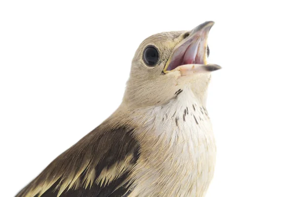 Den Dauriska Starling Agropsar Sturninus Eller Lila Backas Starling Isolerad — Stockfoto