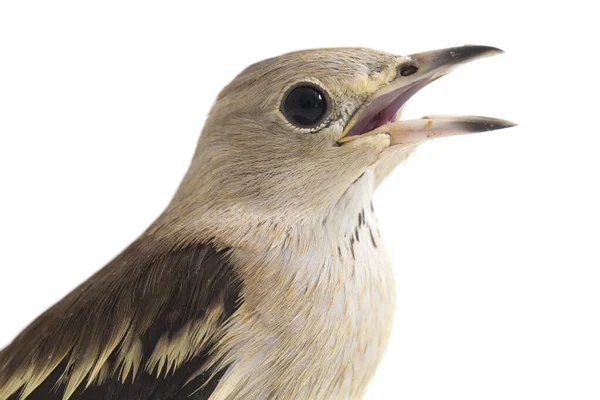 Daurian Starling Agropsar Sturninus Μωβ Backed Starling Που Απομονώνεται Λευκό — Φωτογραφία Αρχείου