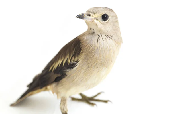 Daurian Starling Agropsar Sturninus Μωβ Backed Starling Που Απομονώνεται Λευκό — Φωτογραφία Αρχείου