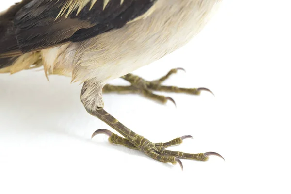 Kroonspreeuw Agropsar Sturninus Paarse Spreeuw Geïsoleerd Witte Achtergrond — Stockfoto