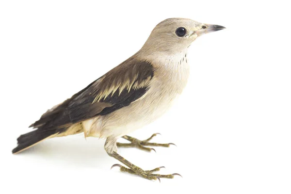 Daurian Starling Agropsar Sturninus Μωβ Backed Starling Που Απομονώνεται Λευκό — Φωτογραφία Αρχείου