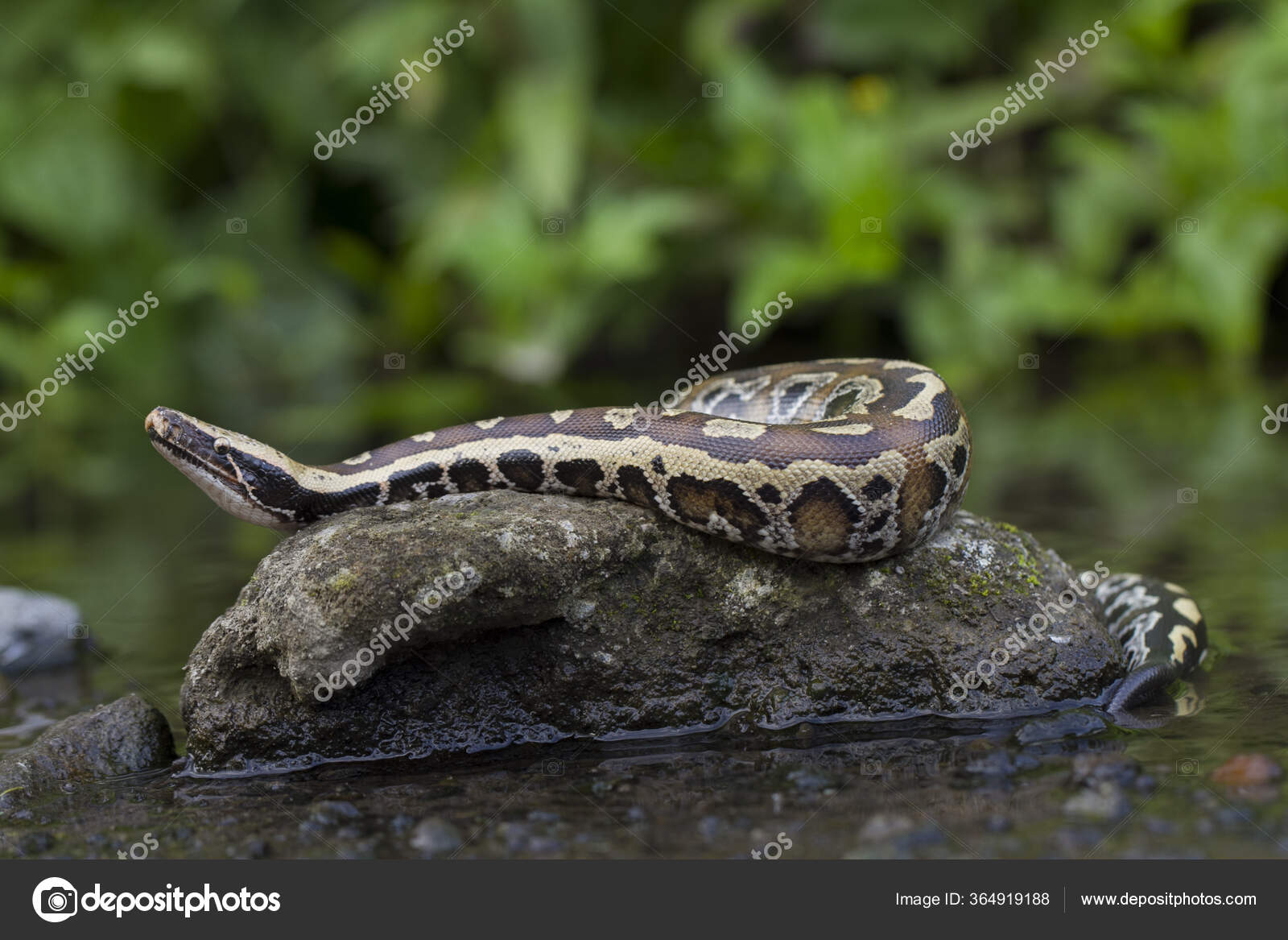 Sumatran Red Blood Python Python Curtis Curtis Commonly Known Red ...