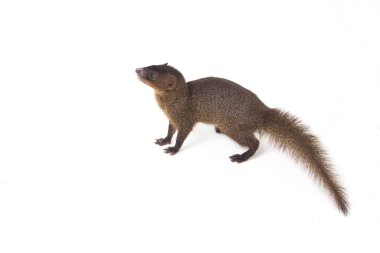 Close up of Javan Mongoose or Small asian mongoose (Herpestes javanicus) isolated on white background clipart