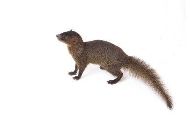 Javan firavunfaresi ya da Küçük Asyalı firavun faresi 'nin (Herpestes javanicus) beyaz arka planda izole edilmiş görüntüsünü kapat