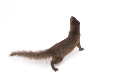 Javan firavunfaresi ya da Küçük Asyalı firavun faresi 'nin (Herpestes javanicus) beyaz arka planda izole edilmiş görüntüsünü kapat