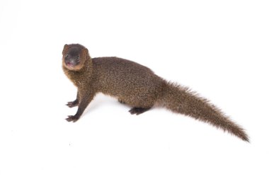 Close up of Javan Mongoose or Small asian mongoose (Herpestes javanicus) isolated on white background clipart