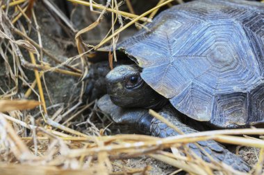 Asya orman kaplumbağası (Manouria emys), Asya kahverengi kaplumbağası olarak da bilinir.