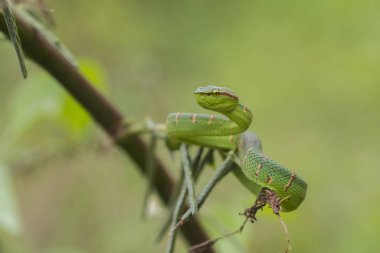 Wagler 's Pit Viper Snake Tropidolaemus wagleri