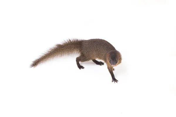 Close Javan Mongoose Pequeno Asiático Mangusto Herpestes Javanicus Isolado Fundo — Fotografia de Stock