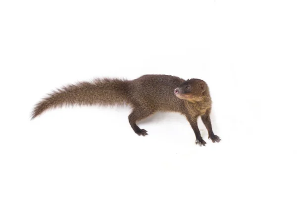 Close Javan Mongoose Pequeno Asiático Mangusto Herpestes Javanicus Isolado Fundo — Fotografia de Stock