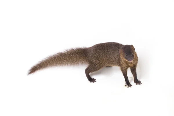 Close Javan Mongoose Pequeno Asiático Mangusto Herpestes Javanicus Isolado Fundo — Fotografia de Stock