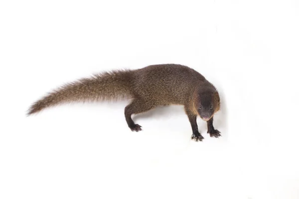 Close Javan Mongoose Pequeno Asiático Mangusto Herpestes Javanicus Isolado Fundo — Fotografia de Stock