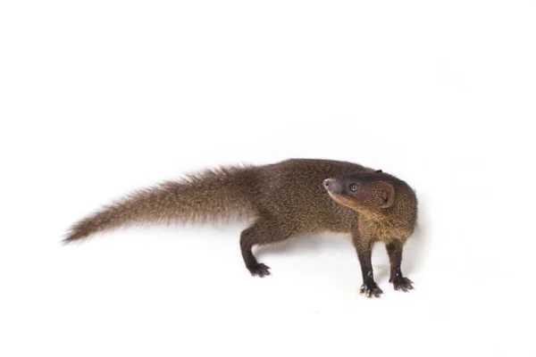 Close Javan Mongoose Pequeno Asiático Mangusto Herpestes Javanicus Isolado Fundo — Fotografia de Stock