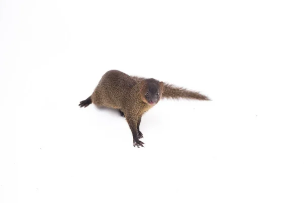Närbild Javan Mongoose Eller Liten Asiatisk Mongoose Herpestes Javanicus Isolerad — Stockfoto