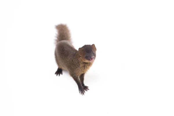 Κοντινό Πλάνο Του Javan Mongoose Μικρή Ασιατική Μαγκούστα Herpestes Javanicus — Φωτογραφία Αρχείου