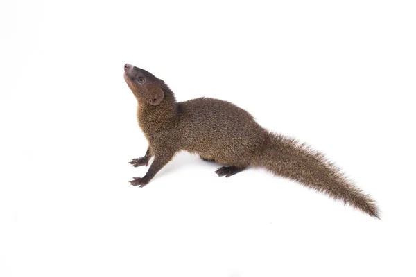 Close Javan Mongoose Pequeno Asiático Mangusto Herpestes Javanicus Isolado Fundo — Fotografia de Stock