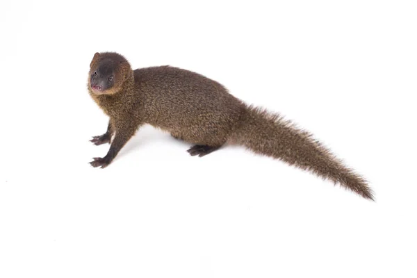 Close Javan Mongoose Pequeno Asiático Mangusto Herpestes Javanicus Isolado Fundo — Fotografia de Stock