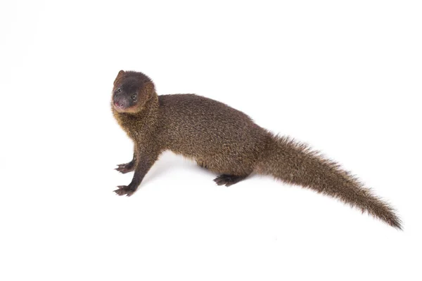 Close Javan Mongoose Pequeno Asiático Mangusto Herpestes Javanicus Isolado Fundo — Fotografia de Stock