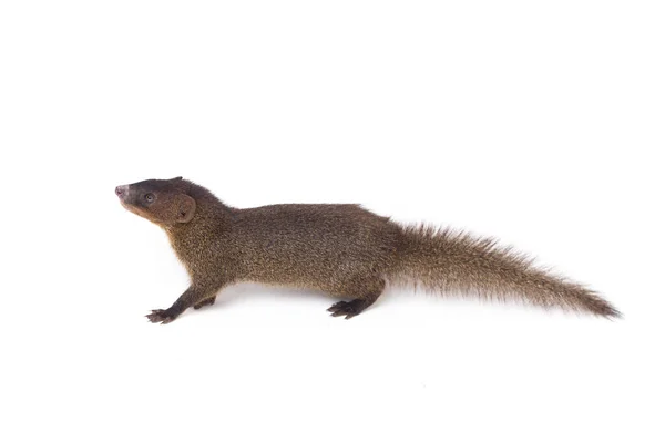 Close Javan Mongoose Pequeno Asiático Mangusto Herpestes Javanicus Isolado Fundo — Fotografia de Stock