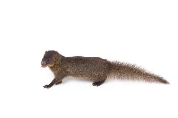 Close Javan Mongoose Pequeno Asiático Mangusto Herpestes Javanicus Isolado Fundo — Fotografia de Stock